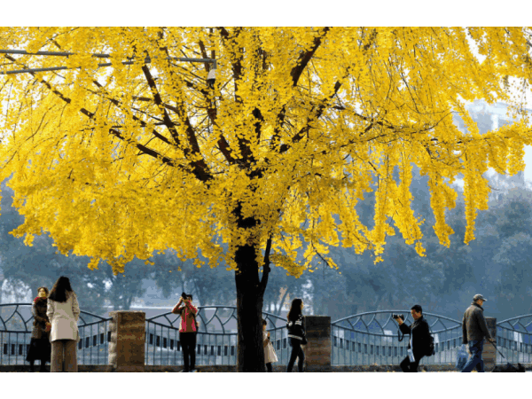 邁世視野：成都環(huán)衛(wèi)工拋銀杏葉視頻意外走紅，快樂原來如此簡單